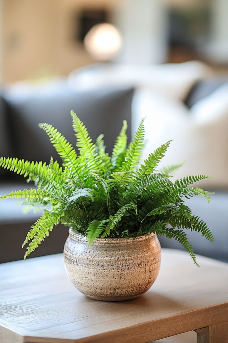 Fern plant
