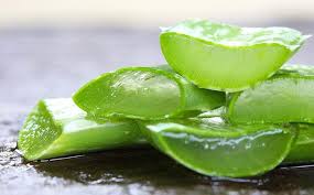 Aloe vera