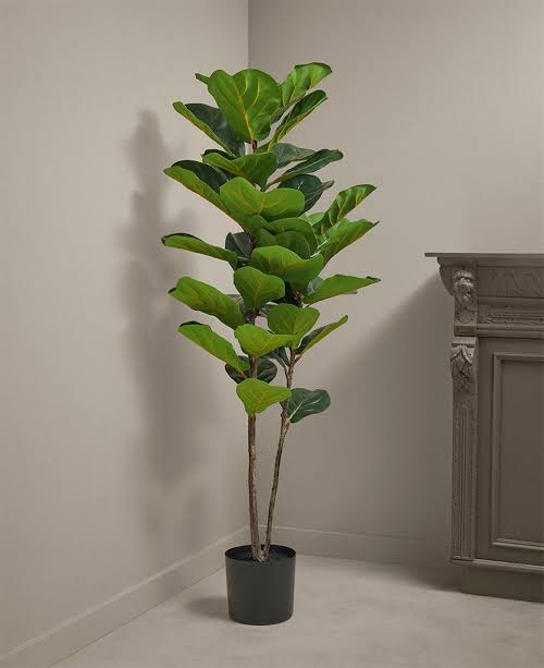 Fiddle ficus
