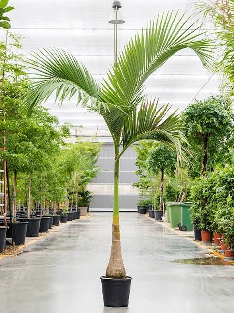 Alxendra Palm