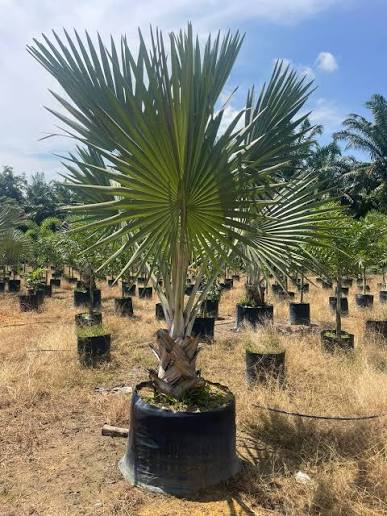 Bismarkia Palm