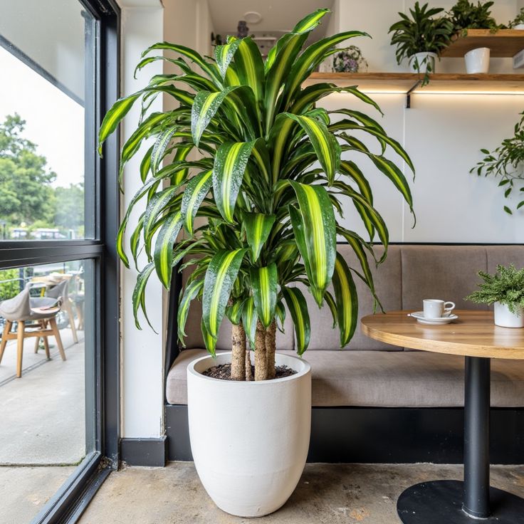 Green Dracaena