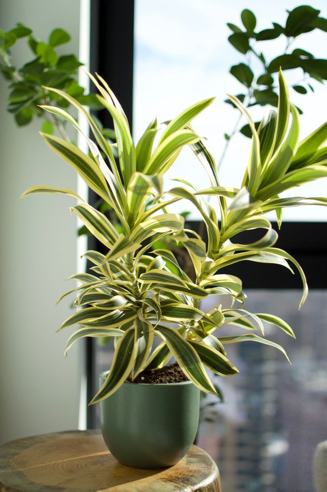 MAKI PATA DRACAENA