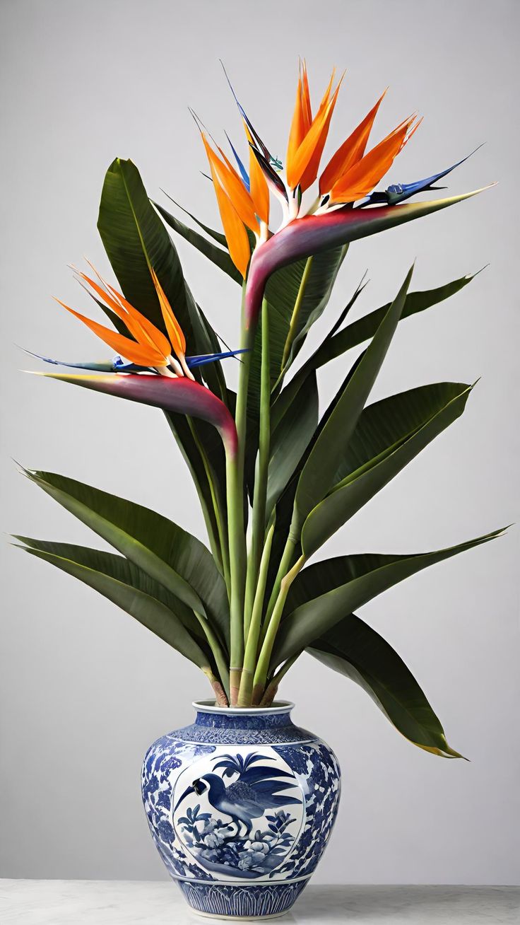 BIRD OF PARADISE