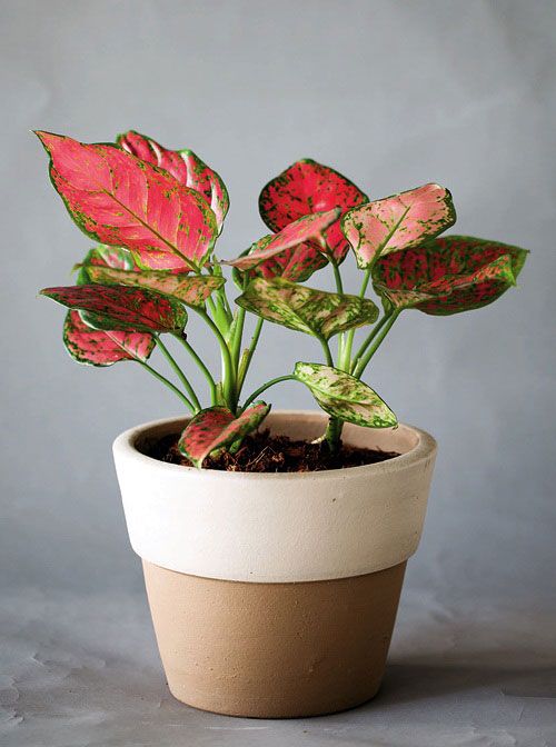AGLAONEMA
