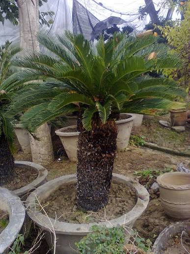Kanghi Palm