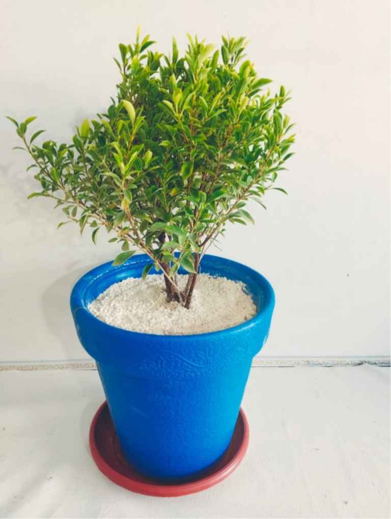 Miniature leaf  Ficus