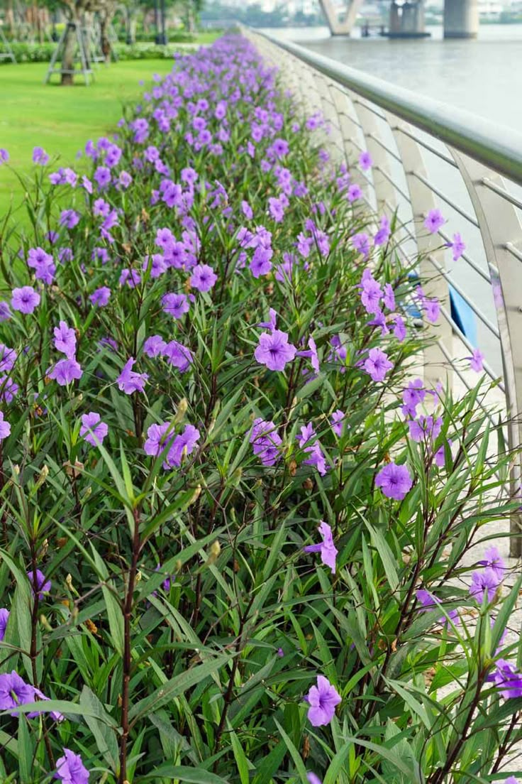 Ruellia