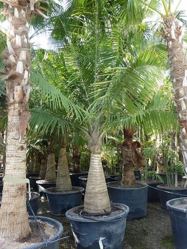 Majestic/ Ravenea palm