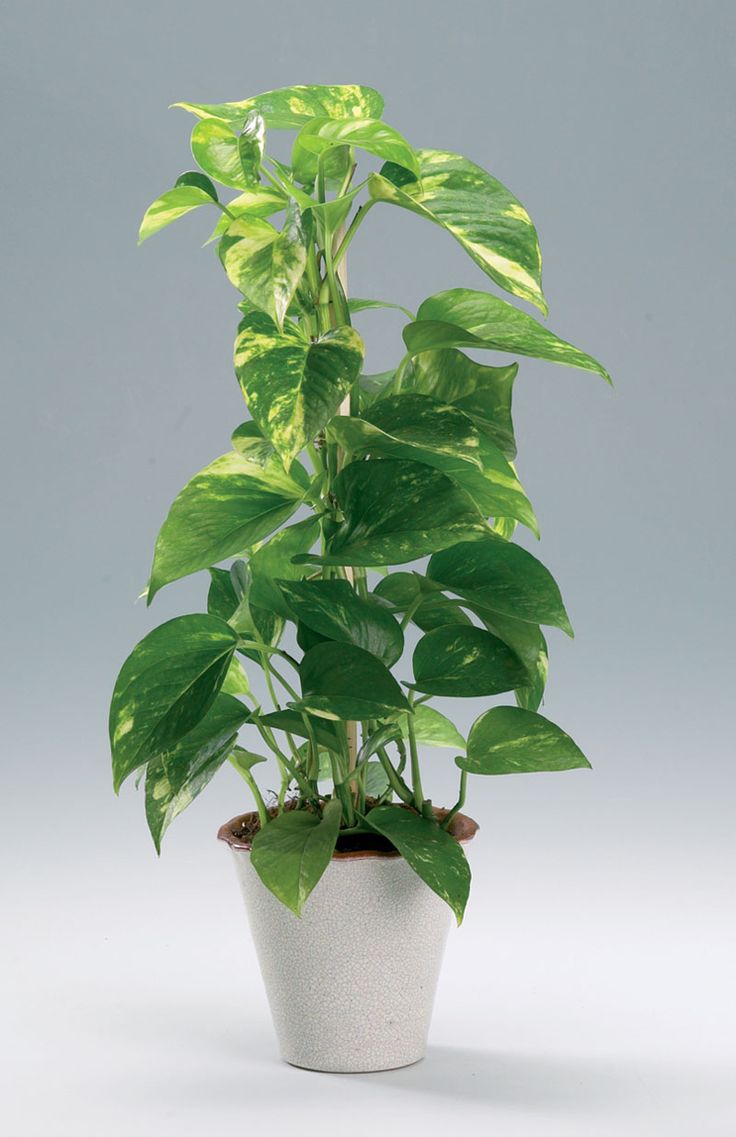 Money Plant