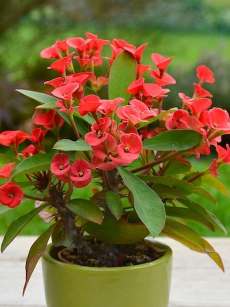 Euphorbia