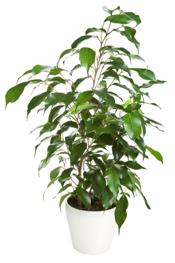Black Ficus