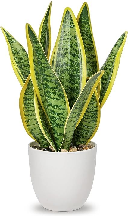 Snake Plant
