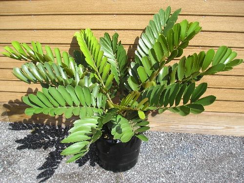 Zamia palm