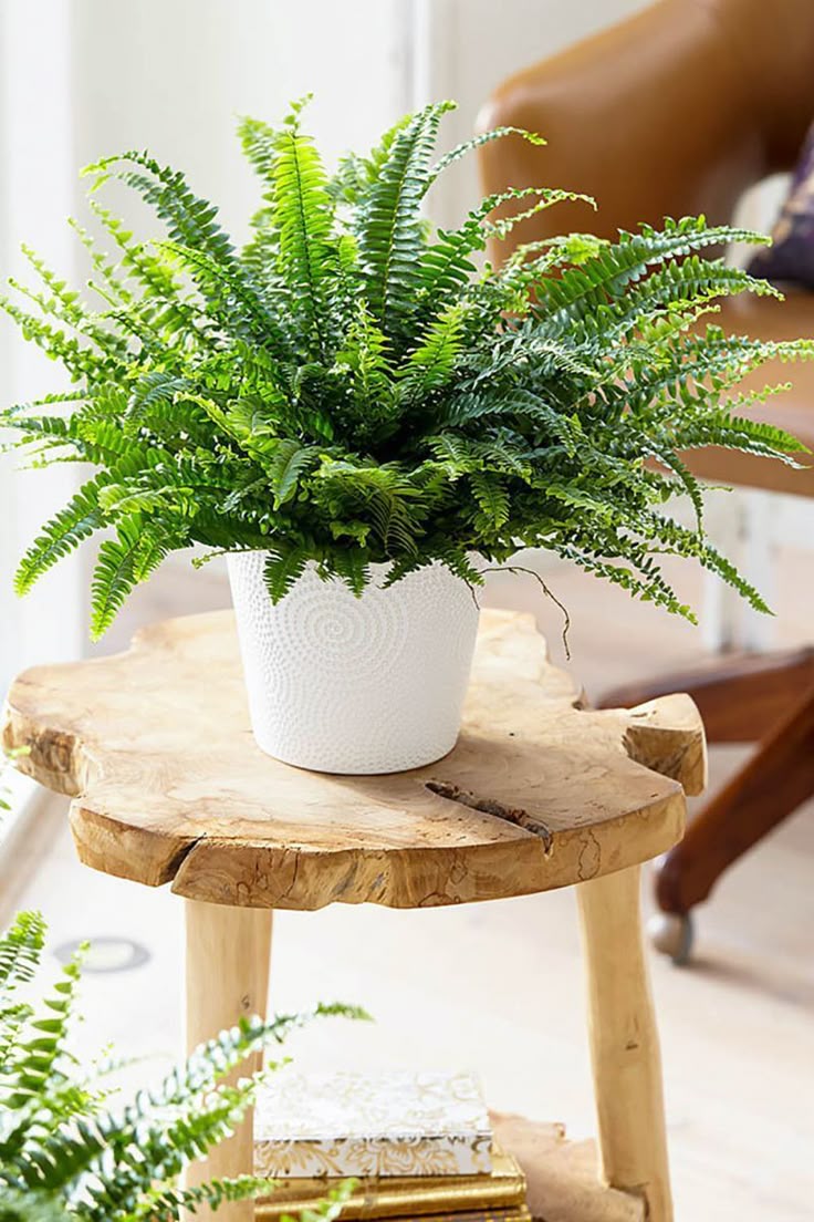 FERN PLANT