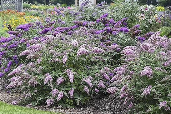 Buddleia