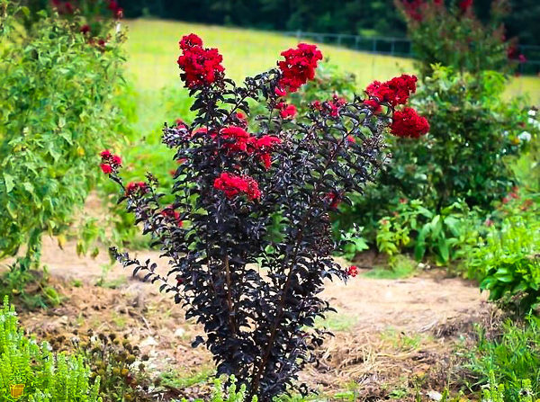 Black diamond lagerstomia