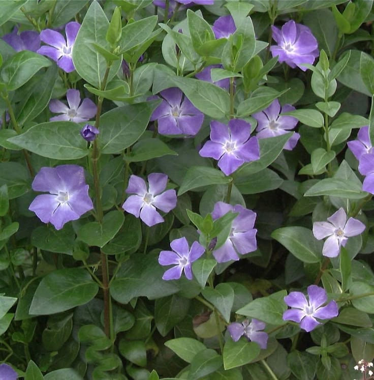 Vinca major