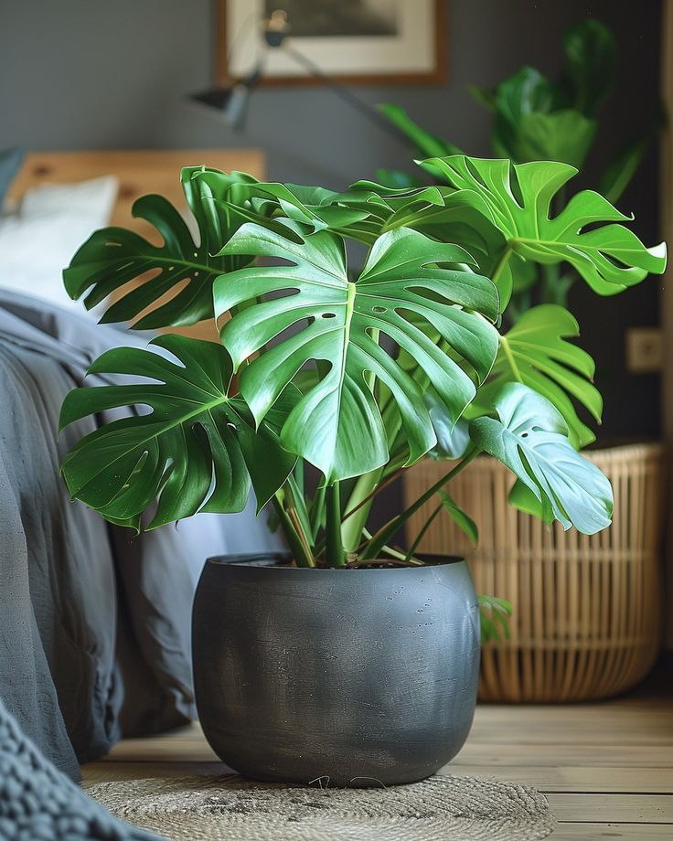 MONSTERA