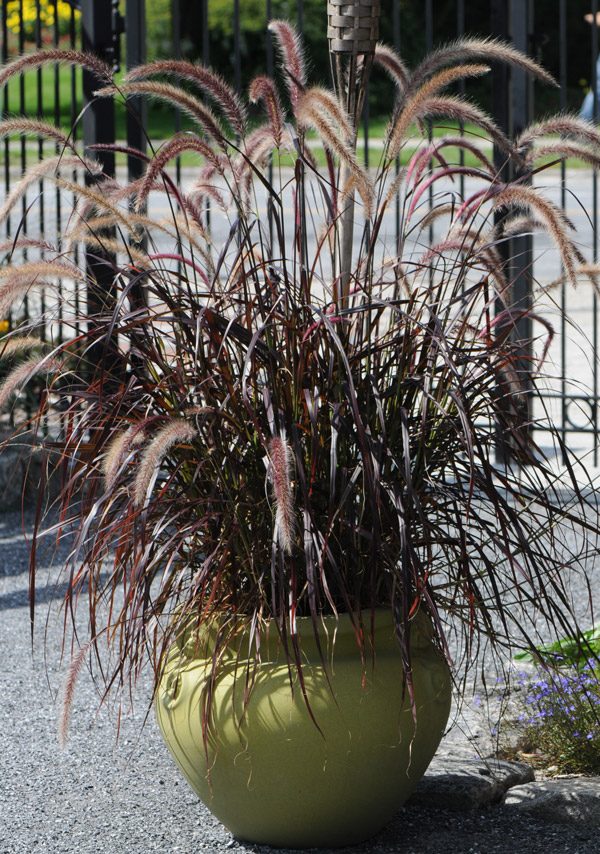 Red Penistum Grass