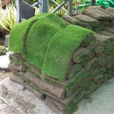 Korean Grass