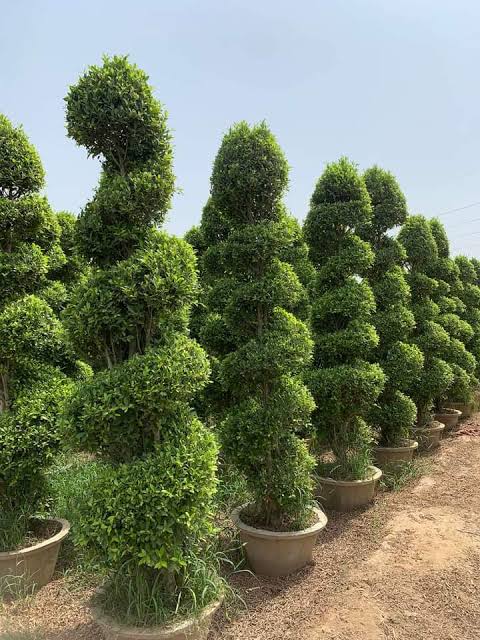 Spheral Ficus