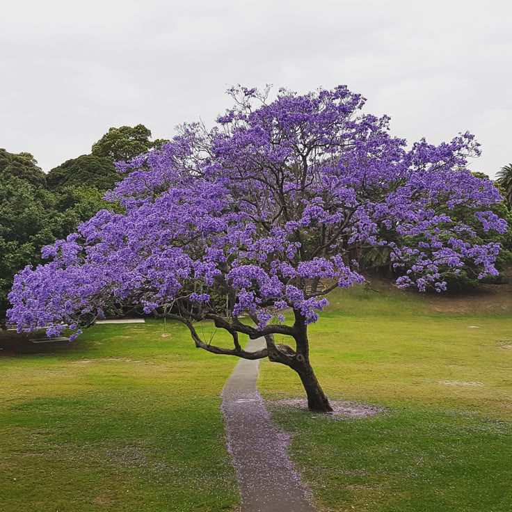 Jacaranda