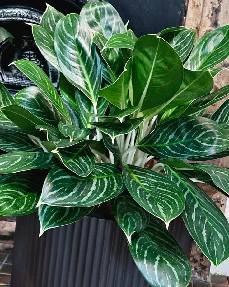 Aglaonema