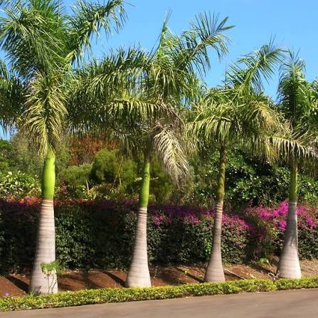 Bottle Palm
