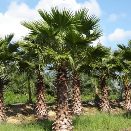 Washingtonia palm