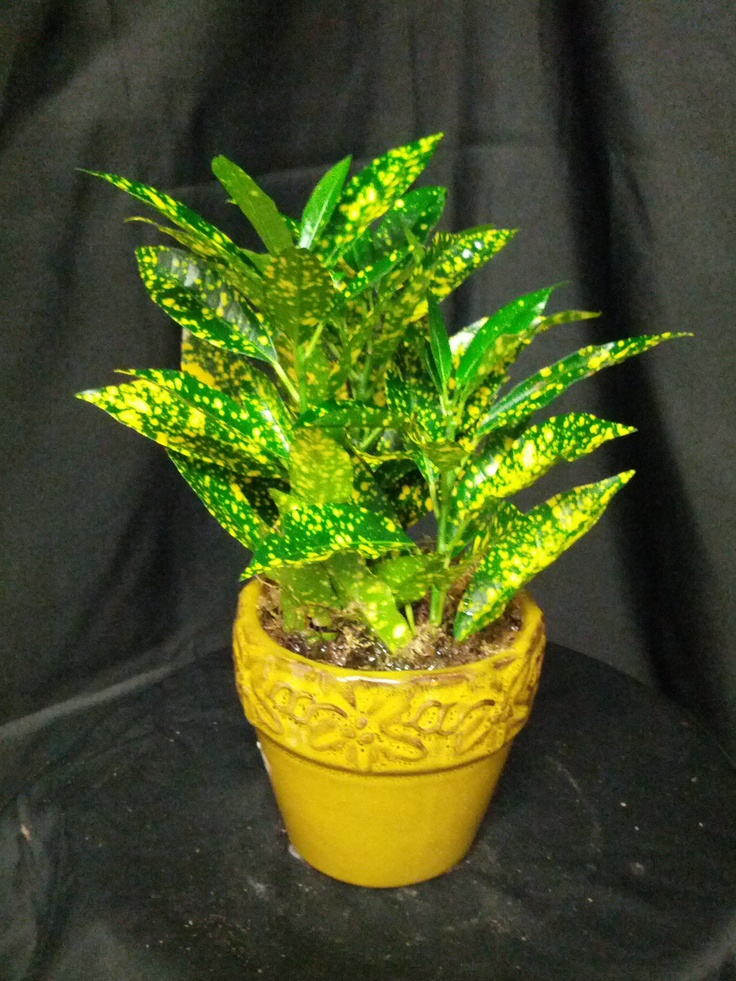 Lemon croton