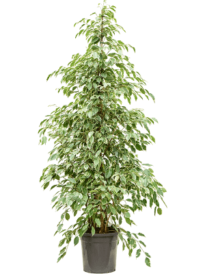 Ficus Starlight
