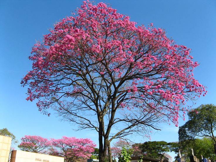 Tabebuia