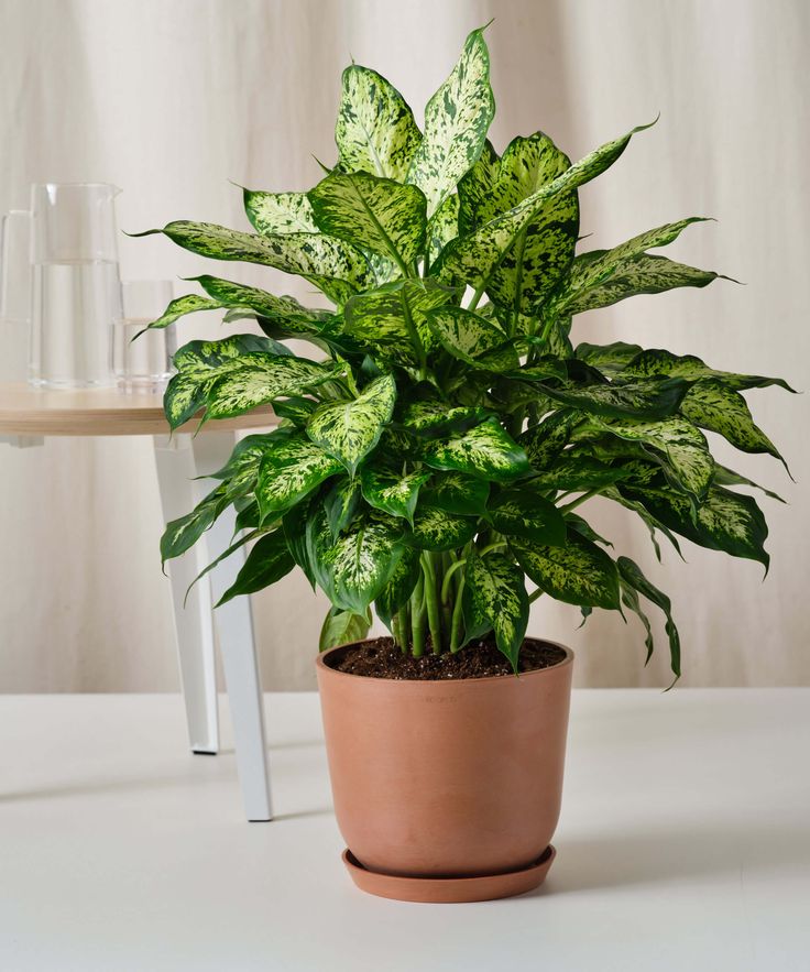 DIEFFENBACHIA