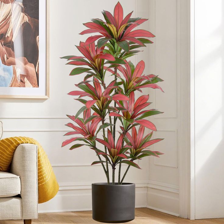 Red Dracaena