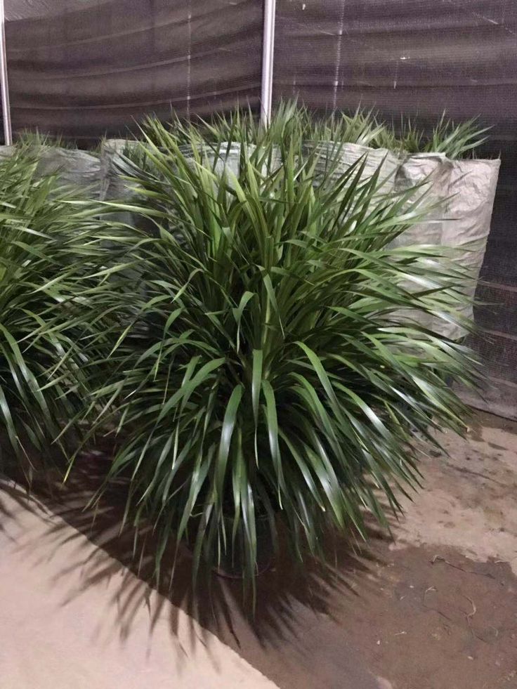 DRACUO DRACAENA