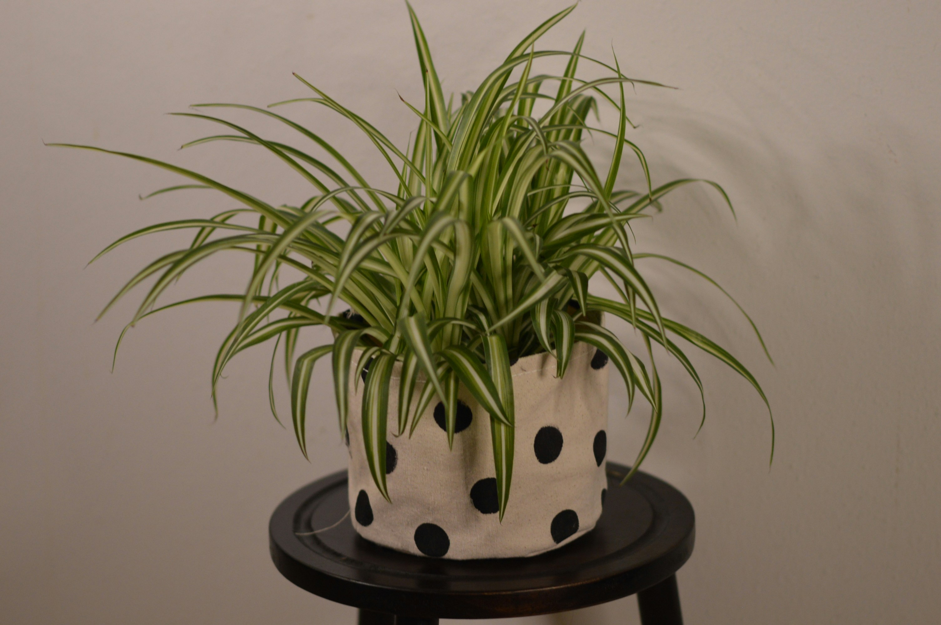 Spider plant