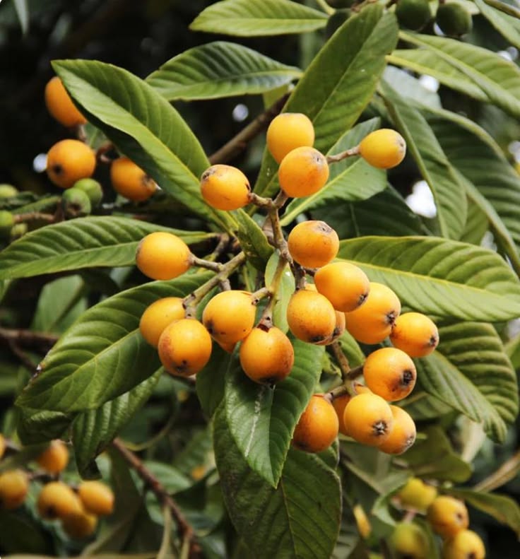 Loquat