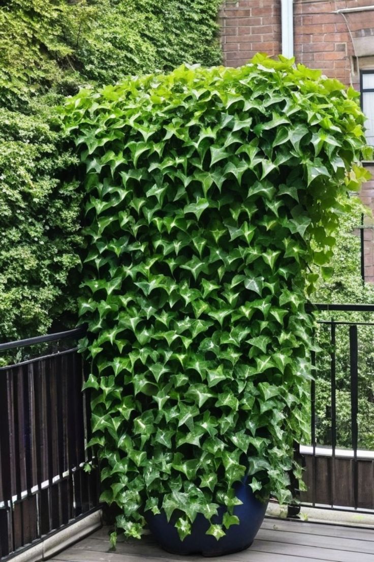 English ivy