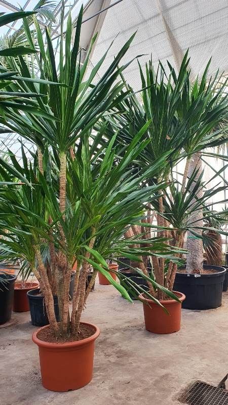 Dracuo Dracaena