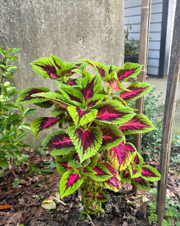 Coleus