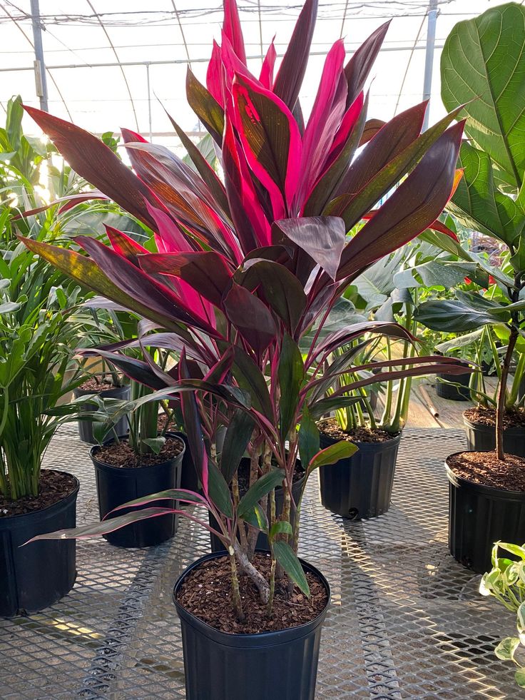 RED DRACAENA