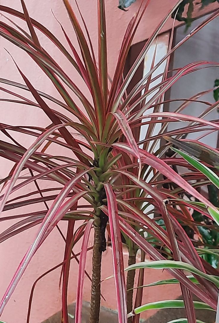 MARGINATA DRACAENA