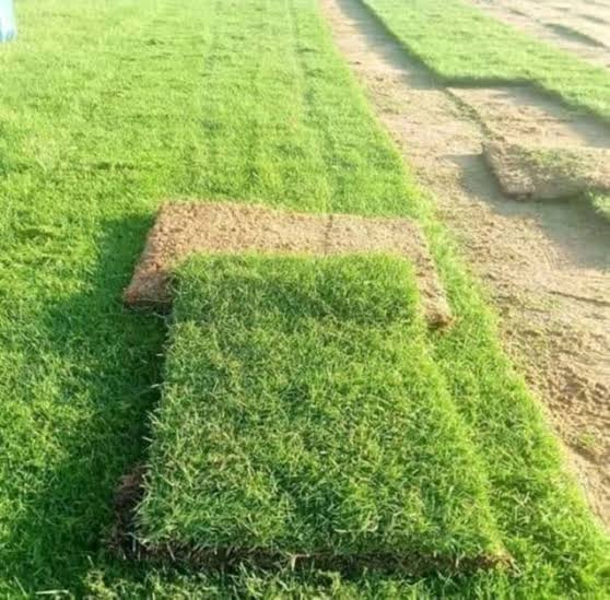 Fine Dhaka Grass