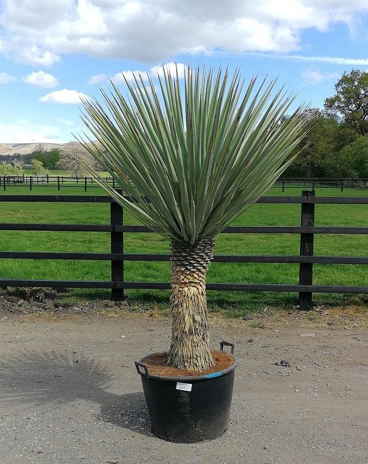 Imported yucca