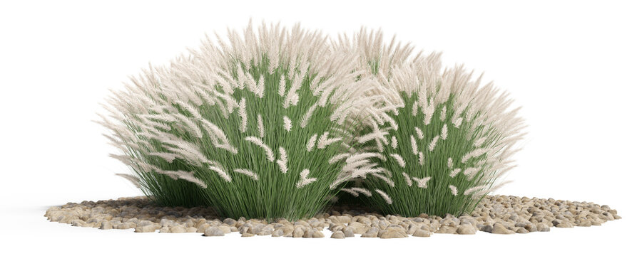 White Penistum Grass