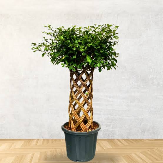 Cage Ficus
