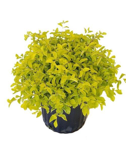 Duranta