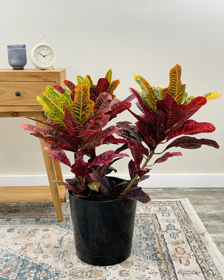English croton