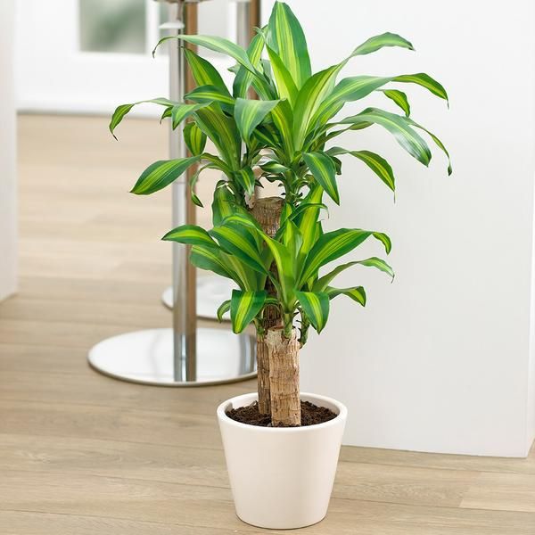 Maki pata dracaena